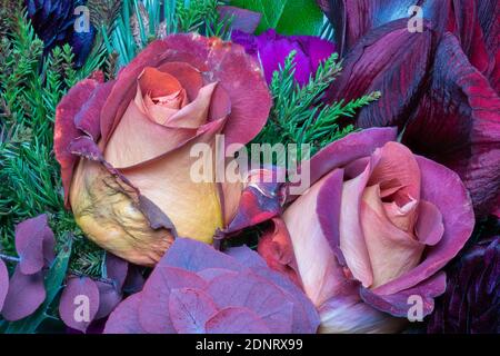 Yellow red violet pair of  rose blossoms macro with green pine needles and  amaryllis in a bouquet Stock Photo