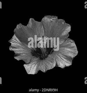 Monochromes Makro eines einzelnen isolierten silbermetallisch schimmernden Hibiskus Blüte mit detailreicher Textur auf schwarzem Hintergrund in surrealistischer Malerei Stockfoto