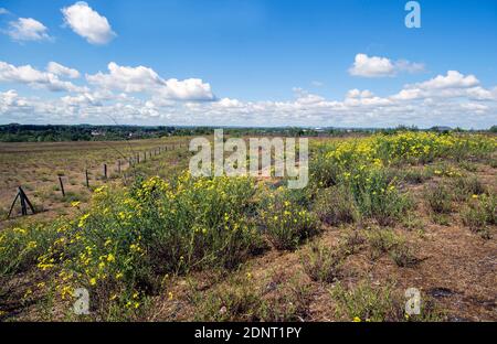 Libercourt (Nordfrankreich): Überblick über den Abfallhaufen „Terril 115“. Diese Bergbauregion Nord-Pas-de-Calais ist als UNESCO World Herita registriert Stockfoto