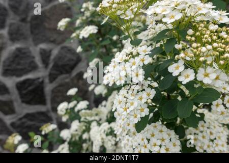 Bush mit weißen Blüten Hortensien Stockfoto