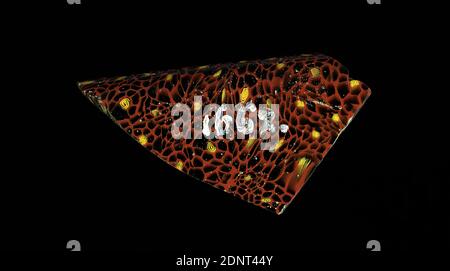 Fragment eines Gefäßes, Glas, millefiori-Technik, Gesamt: Höhe: 6.90 cm; Breite: 4.00 cm, Behälter, Lagerung, Küchenarbeit, Trink- und Barutensilien, florale Ornamente, frühe Kaiserzeit, EINE leichte Krümmung des Glassfragments ermöglicht die Zuordnung zu einem Gefäß, wahrscheinlich einer Schüssel. Das schwarze Glas ist mit einem roten Gitter durchsetzt, das an Waben erinnert. Gelegentlich finden sich in den Zwischenräumen gelbe Spiralen. Für die Herstellung wurden verschiedenfarbige Gläser zu Rohren und Stäben geformt. Diese wurden zusammengedrückt und erhitzt, was zu einer langen Stange führte. Stockfoto