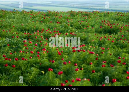 Schmalblättrige Pfingstrose. Wiesenblume. Blühendes Feld der wilden Blumen - Paeonia tenuifolia (schmal-blättrige Pfingstrose) in Russland Stockfoto