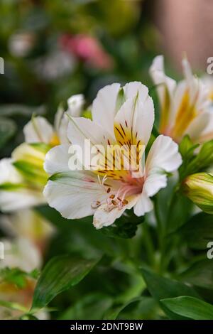 Weiße peruanische Lilie (Alstroemeria), blühend mit grünem Vegetationshintergrund Stockfoto