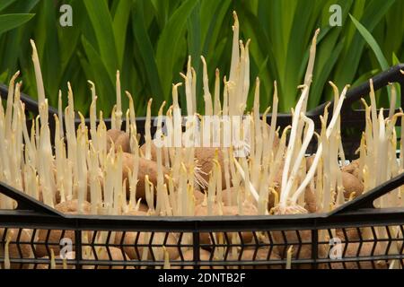 Gekeimte Samen der Kartoffeln in der Schachtel. Kartoffeln mit Sprossen bereit für die Pflanzung Stockfoto