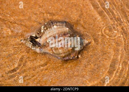 Rapan an der Küste. Ein Gastropoden, Rapana, liegt am Meer und wird vom Wasser gewaschen Stockfoto