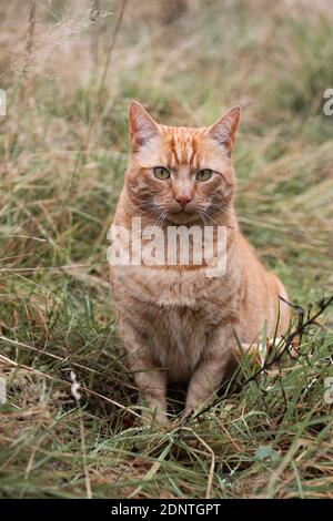 Ronald Die Katze Im Langen Gras Stockfoto