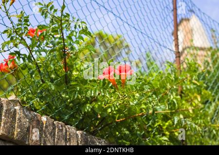 Rote Blüten einer grünen Pflanze in der Nähe eines metallischen Zauns (Pesaro, Marken, Italien) Stockfoto