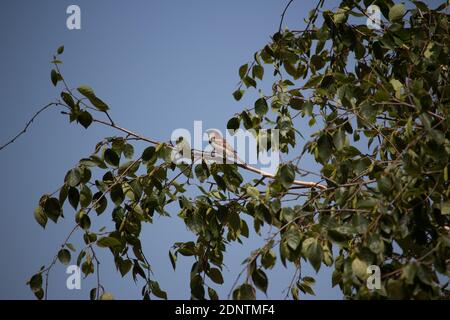 Sperling singt auf einem Baum. Der Vogel singt. Spatz auf Europa. Das Bild wurde am Morgen an der deutschen Küste aufgenommen. Der Sperling flog. Stockfoto
