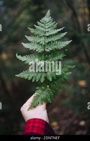 Nahaufnahme einer Person, die im Wald steht und eine Farnwedel hält, Russland Stockfoto