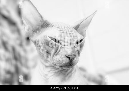 Porträt einer Sphynx cat Stockfoto