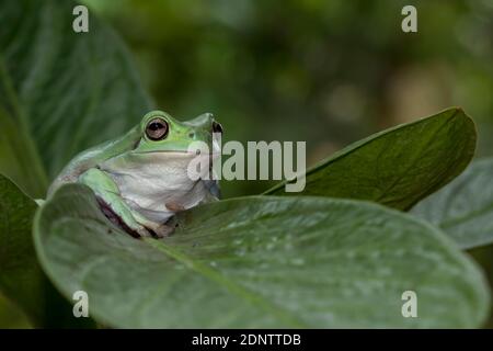 White's Baumfrosch sitzt auf einem Blatt, Indonesien Stockfoto