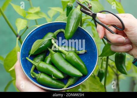 Grüne Chilipflanze. Capsicum annuum 'Early Jalapeno'. Ernte grüner Chilischoten, die in einem englischen Garten unter Deckung angebaut werden. UK Stockfoto