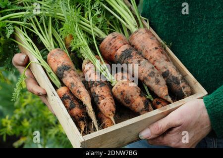 Daucus carota 'Herbstkönig'. Frisch angehoben Herbst König Karotten präsentiert von der Züchter in einem Garten Gemüsegarten. VEREINIGTES KÖNIGREICH Stockfoto