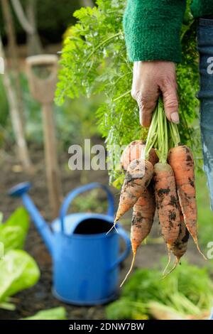 Daucus carota 'Herbstkönig'. Handgehaltene hausgemachte Karotten frisch aus einem Garten Gemüsegarten geerntet (im Bild). Stockfoto