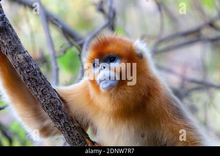 Goldene Affen Stockfoto