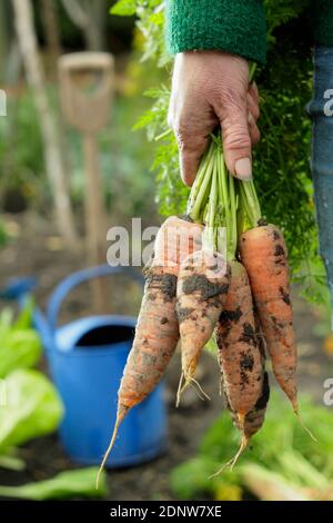 Daucus carota 'Herbstkönig'. Handgehaltene hausgemachte Karotten frisch aus einem Garten Gemüsegarten geerntet (im Bild). Stockfoto