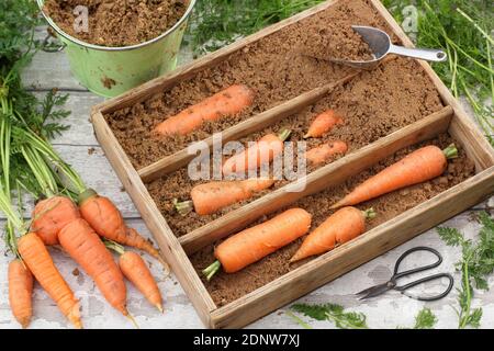 Daucus carot 'Autumn King'. Frisch geerntete hausgemachte Karotten, die in feuchtem Gartensand in einer Holzkiste gelagert werden Stockfoto