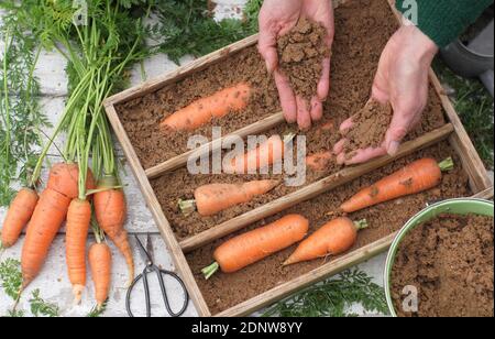 Daucus carota 'Herbstkönig'. Frisch geerntete hausgemachte Karotten in feuchtem Gartensand in einer Holzkiste lagern. VEREINIGTES KÖNIGREICH Stockfoto