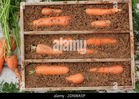 Daucus carot 'Autumn King'. Frisch geerntete hausgemachte Karotten, die in feuchtem Gartensand in einer Holzkiste gelagert werden Stockfoto