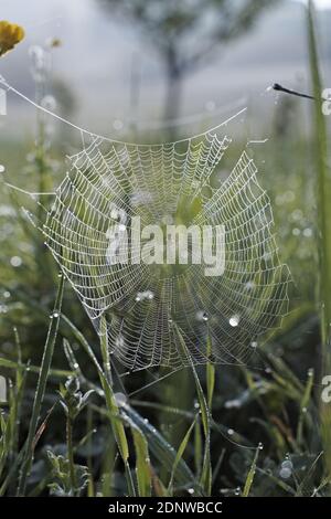 Spinne auf dem Netz am Sommermorgen mit Tau Tropfen im hohen Gras. Stockfoto