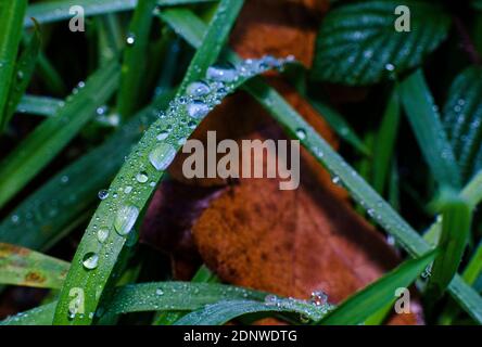 Wassertropfen auf einem Grashalm Stockfoto