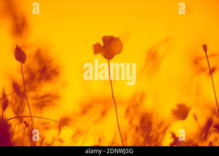 Feld von roten Mohnblumen in leuchtend orange Himmel. Stockfoto