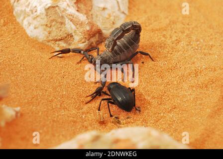 Saudi-arabisches Wüstenleben Stockfoto