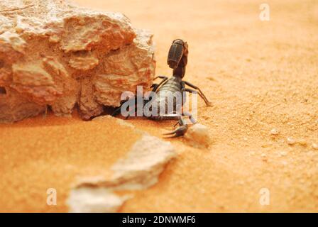 Saudi-arabisches Wüstenleben Stockfoto