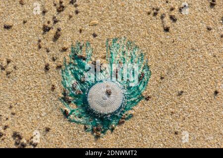 Draufsicht auf geheimnisvolle und schöne Kreatur, biolumineszierende Blue Button oder Porpita porpita an Land gewaschen am Velneshwar Strand an der Küste o Stockfoto