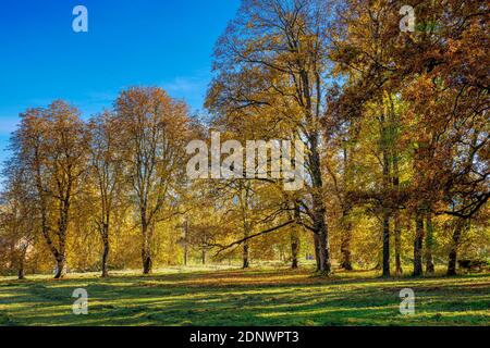 Herbst im Schacky Park, Diessen am Ammersee, Bayern, Deutschland, Europa Stockfoto