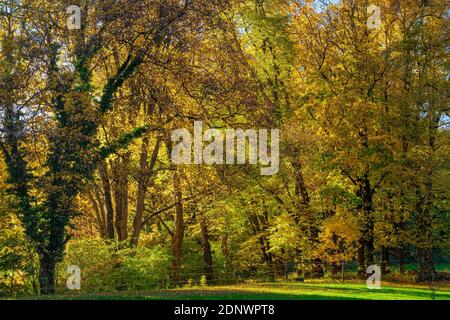 Herbst im Schacky Park, Diessen am Ammersee, Bayern, Deutschland, Europa Stockfoto