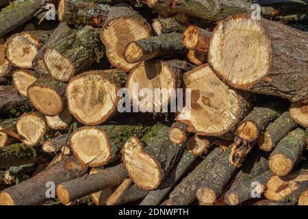 Gestapeltes Holz, Brennholz, Bayern, Deutschland, Europa Stockfoto