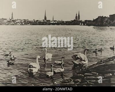 Heinrich von Seggern, Swans on the Outer Alster, Staatliche Landesbildstelle Hamburg, collection on the history of photography, silver gelatin paper, black and white positive process, image size: height: 28.9 cm; width: 38.9 cm, signed: recto u. left: in ink: H.v. Seggern, inventory stamp and inscription of the Staatliche Landesbildstelle Hamburg, reporting photography, animal photography, city, city view (veduta), swan, waters Stock Photo