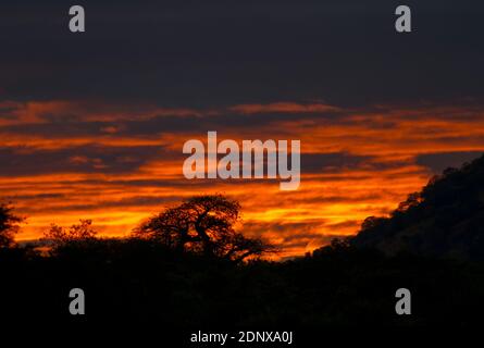 Ein alter Baobab Baum, der an den Hängen von Chiriwindi wächst Der Berg im Ruaha National Park ist in der frühen Silhouette Helles Pastell der Morgendämmerung Stockfoto