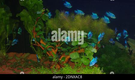 Süßwasser-Tropenaquarium mit Electric Blue RAM Cichlid (Mikrogeophagus ramirezi) Stockfoto