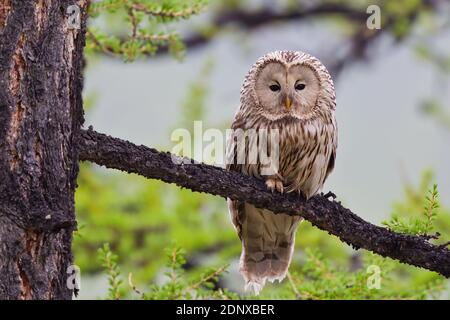Uraleule (Strix uralensis) auf Lärche im Taiga-Wald, Huvsgol-See, Mongolei Stockfoto