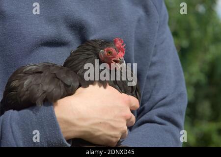 2 - kleine schwarze pekin bantam Henne Huhn knarrt laut, als sie in den Armen ihres jungen Besitzers gehalten wird. Helles Sommersonnenlicht mit blauem Pullover. Stockfoto