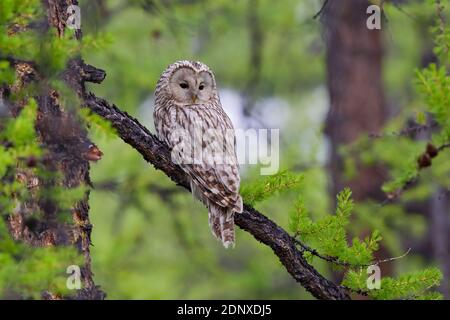 Uraleule (Strix uralensis) auf Lärche im Taiga-Wald, Huvsgol-See, Mongolei Stockfoto