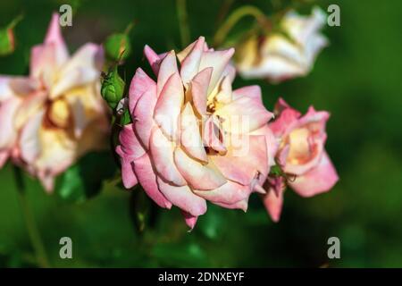 Shiralee Rose gezüchtet von Patrick Dickson. Orange-rosa Hybrid-Teerose mit Korallen Schattierung, gelber Unterton und kräftigem Duft Stockfoto