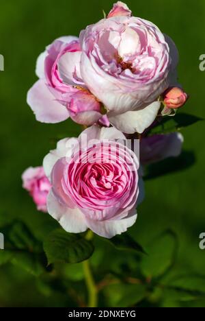 Rosa weiß offenen Garten Rose blüht, vertikale Aufnahme Stockfoto