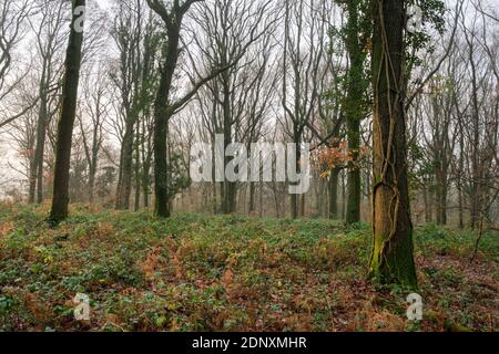 Cadora Woods bei Bigsweir im Wye Valley AONB. Stockfoto