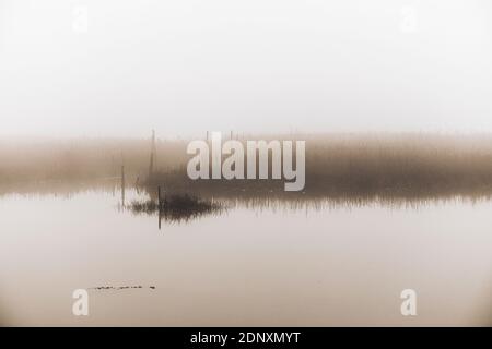 Fluss im Nebel, nebliger Fluss, Fluss Deben mit Morgennebel, Winternebel auf dem Fluss Deben Stockfoto