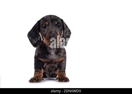 Super niedliche schwarze Tiger Dachshund aka Teckel Hund Welpen, sitzen nach vorne. Droopy Gesicht neben der Kamera. Isoliert auf weißem Hintergrund. Stockfoto