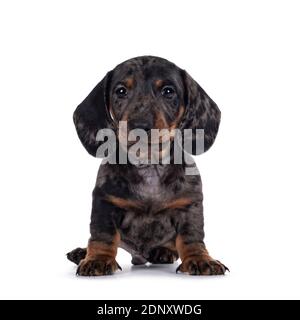 Super niedliche schwarze Tiger Dachshund aka Teckel Hund Welpen, sitzen nach vorne. Droopy Gesicht neben der Kamera. Isoliert auf weißem Hintergrund. Stockfoto