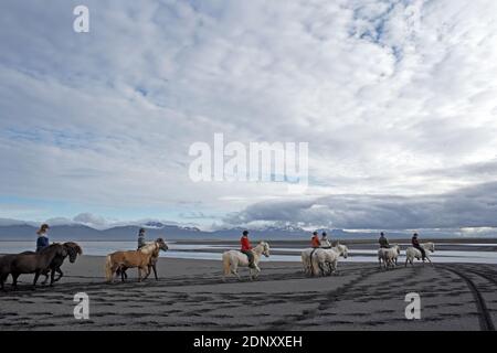 Island / Ostisland/Husey/ der Bauernhof bietet kurze und lange Wanderungen zu Pferd in Richtung Dünen und Meer. Stockfoto