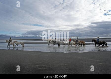 Island / Ostisland/Husey/ der Bauernhof bietet kurze und lange Wanderungen zu Pferd in Richtung Dünen und Meer. Stockfoto