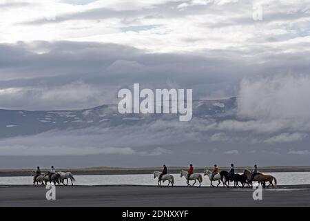 Island / Ostisland/Husey/ der Bauernhof bietet kurze und lange Wanderungen zu Pferd in Richtung Dünen und Meer. Stockfoto