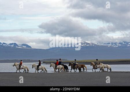 Island / Ostisland/Husey/ der Bauernhof bietet kurze und lange Wanderungen zu Pferd in Richtung Dünen und Meer. Stockfoto