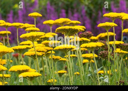 Eine Masse von Achillea filipendulin Goldplatte vor einem Hintergrund Violette Salvia Stockfoto