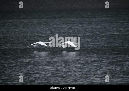 Stummer Schwan, weißer Schwan auf dem Wasser, Cygnus Farbe Stockfoto